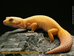 Tremper Patternless Albino Leopard Gecko photo