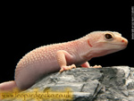 Snake eyed Blazing Blizzard Leopard Gecko Photograph