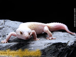  Leopard Gecko Blazing Blizzard  photo