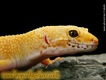 Super Hypo Carrot Tail leopard gecko photograph