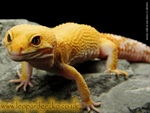 Male Tangerine Albino leopard gecko pics