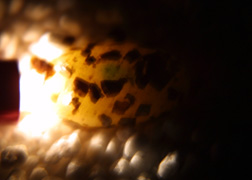 leopard gecko egg