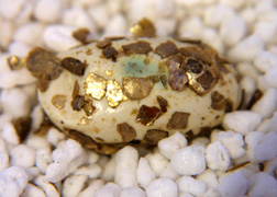 leopard gecko egg