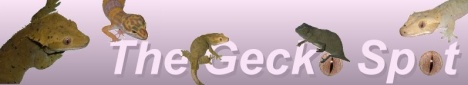 The Gecko Spot great Forum, gecko sales, friendly people. What more could you want?