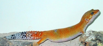 Leopard Gecko