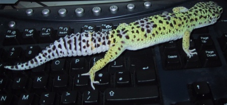 Leopard Gecko