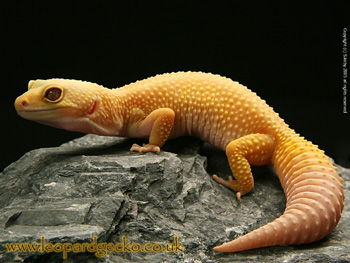 Leopard Gecko