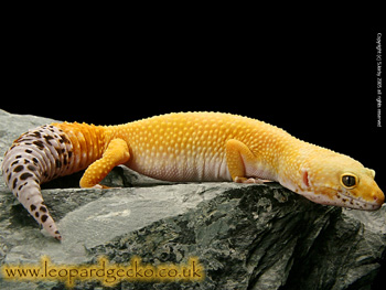 Leopard Gecko