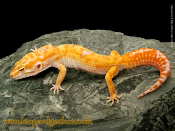 Jungle Albino Giant Leopard Gecko