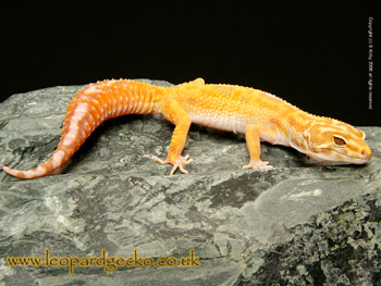 Jungle Albino Giant Leopard Gecko