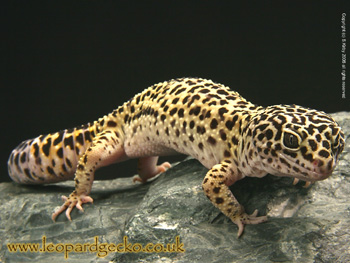 Leopard Gecko