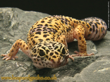 Leopard Gecko