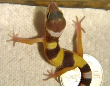 leopard gecko hatchling