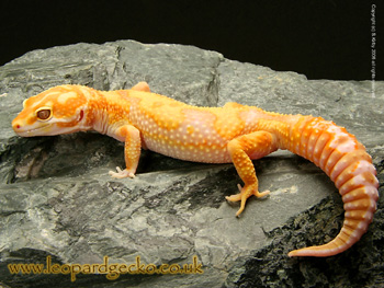 Jungle Albino Giant Leopard Gecko