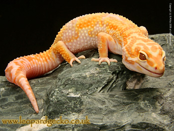 Jungle Albino Giant Leopard Gecko