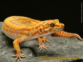 Jungle Albino Giant Leopard Gecko