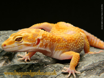 Jungle Albino Giant Leopard Gecko