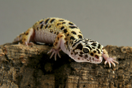 Leopard Gecko