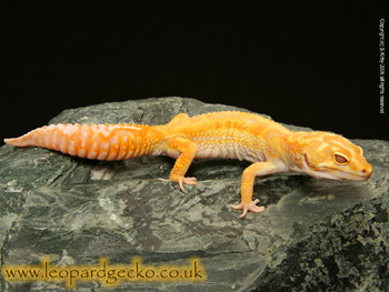 Jungle Albino Giant Leopard Gecko