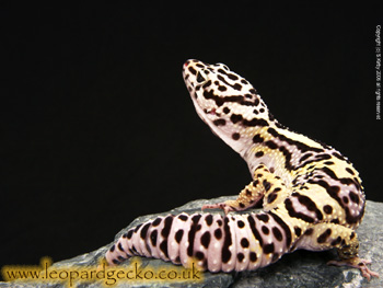 Leopard Gecko