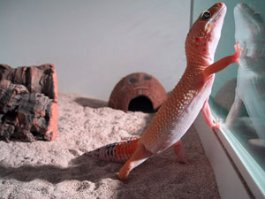 Leopard Gecko