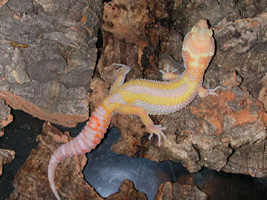 Reverse Stripe Leopard gecko from www.AMGECKO.COM