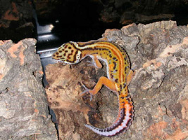 Red Racing Stripe Leopard gecko from www.amgecko.com
