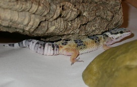 Ghost Leopard Gecko