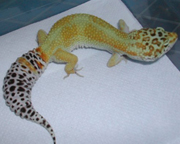 Hypomelanistic Leopard gecko
