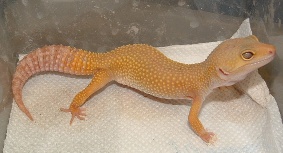 Patternless Albino Leopard gecko: picuture supplied by Matt Lusty of www.Glosgeckos.co.uk