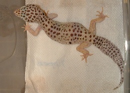 Snow Leopard gecko by Matt Lusty of www.glosgeckos.co.uk