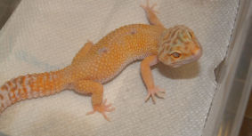 Sunglow Leopard gecko