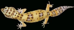 High Yellow Leopard gecko