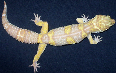 Albino or Amelanistic Leopard gecko