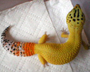 Hypo Leopard gecko