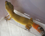 Carrot Tail Leopard gecko