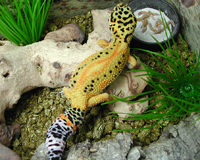 Aberrant stripe Leopard gecko