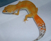 Hypo Tangerine Leopard gecko by Jamie Swords of Jamie Swords Reptiles