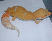 Tangerine Leopard gecko by Jamie Swords of Jamie Swords Reptiles