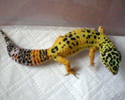 Leopard Gecko Morph Chart