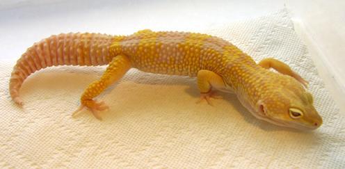 Leopard Gecko