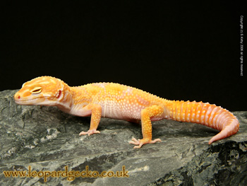 Jungle Albino Giant Leopard Gecko