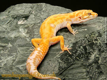 Jungle Albino Giant Leopard Gecko