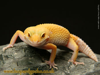 Leopard Gecko