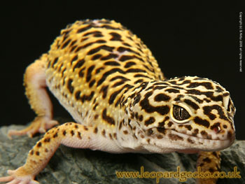 Leopard Gecko