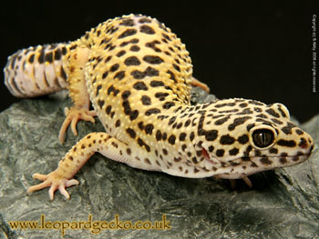 Leopard Gecko