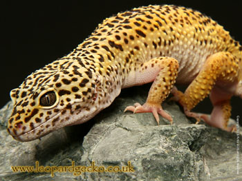 bearded dragon and leopard gecko