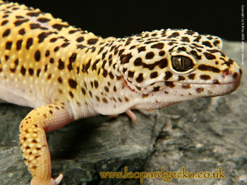 Leopard Gecko