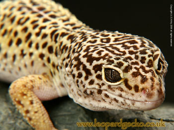 Leopard Gecko