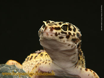 Leopard Gecko